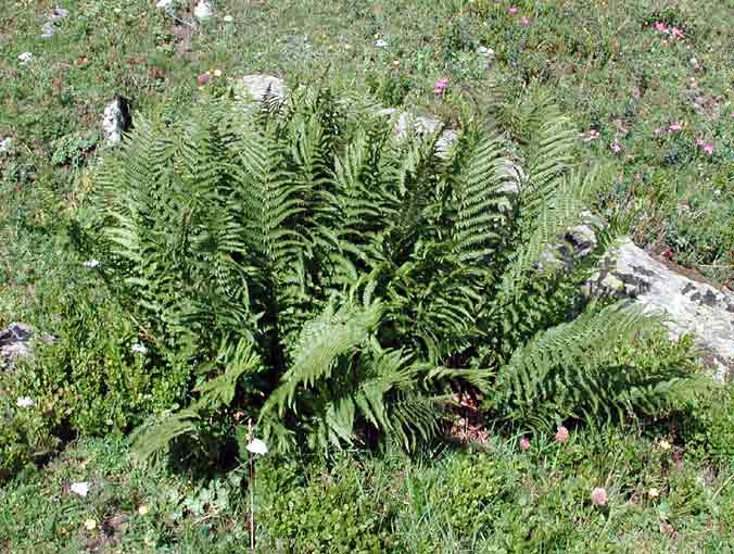  Image name: felce maschio2.jpg 
 width: 676 pixel 
 height: 510 pixel 
 Size: 59837 bytes 
 Click to enlarge 